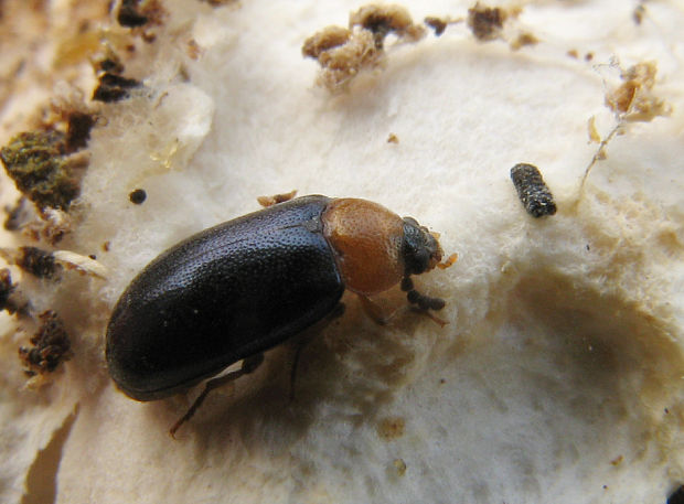 chrobáky Coleoptera ord.