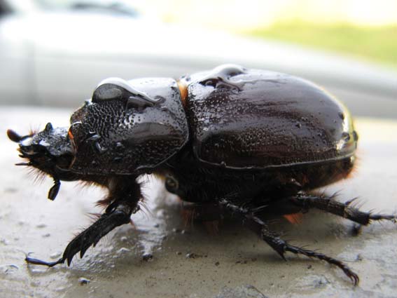 chrobáky Coleoptera ord.