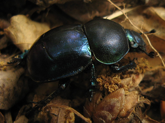 chrobáky Coleoptera ord.