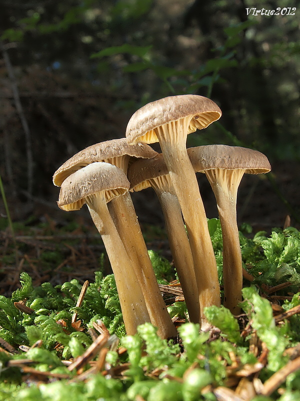 kuriatko lievikovité Craterellus tubaeformis (Fr.) Quél.