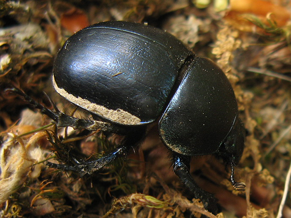 lajniak hladký Geotrupes vernalis