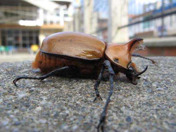 nosorožtek Golofa sp.