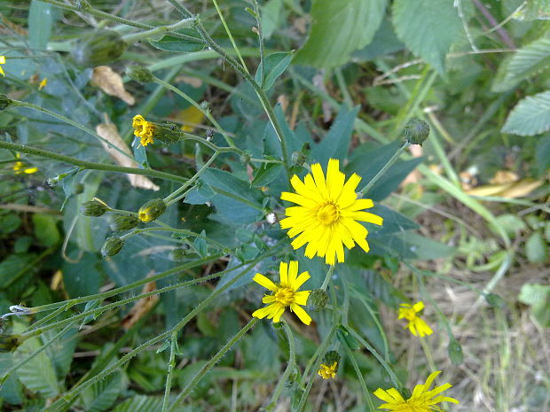 jastrabník Hieracium sp.