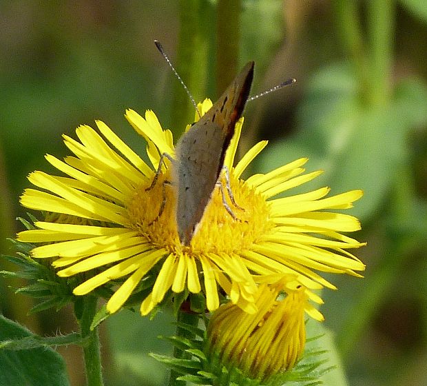 oman vŕbolistý Inula salicina L.