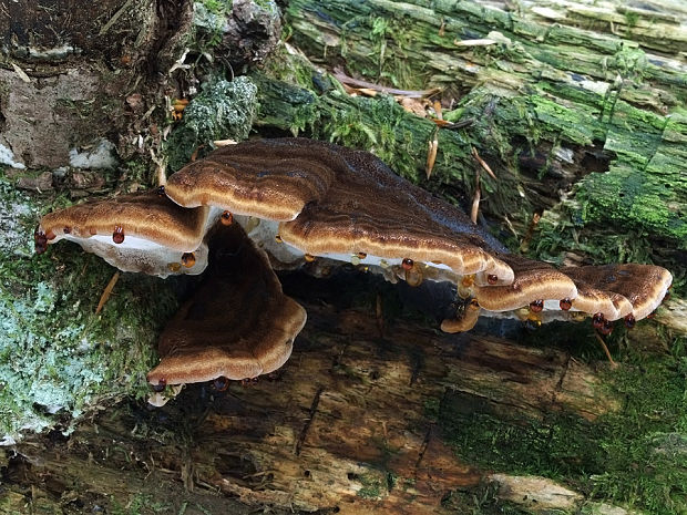 láziochlena obyčajná Ischnoderma benzoinum (Wahlenb.) P. Karst.