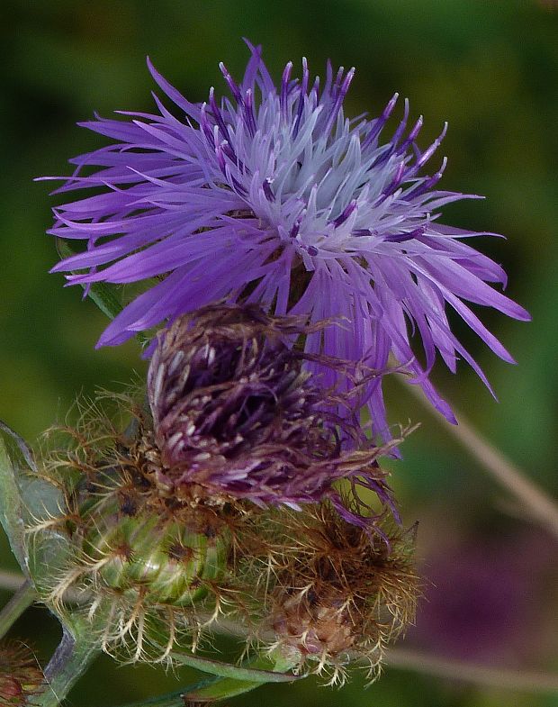 nevädzovec frygický Jacea phrygia (L.) Soják