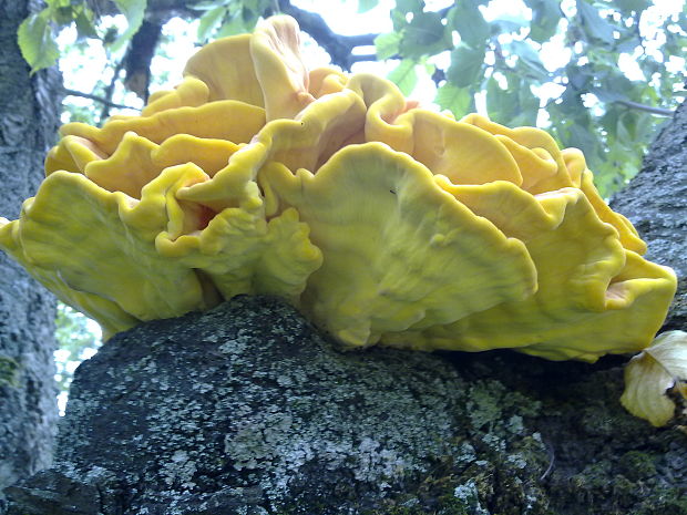 sírovec obyčajný Laetiporus sulphureus (Bull.) Murrill