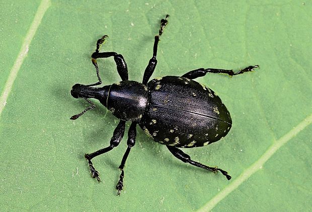 tvrdoň deväťsilový Liparus glabrirostris