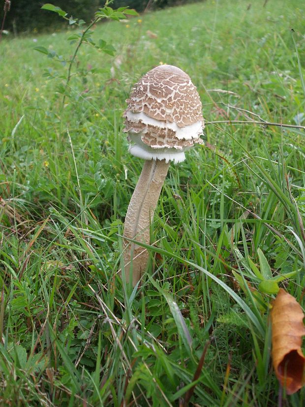 bedľa vysoká Macrolepiota procera (Scop.) Singer