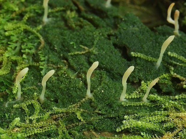 lentária slizká Multiclavula mucida (Pers.) R.H. Petersen