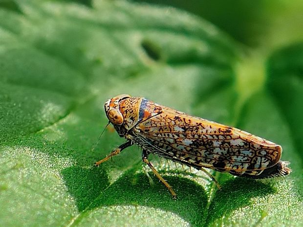 cikádka Orientus ishidae