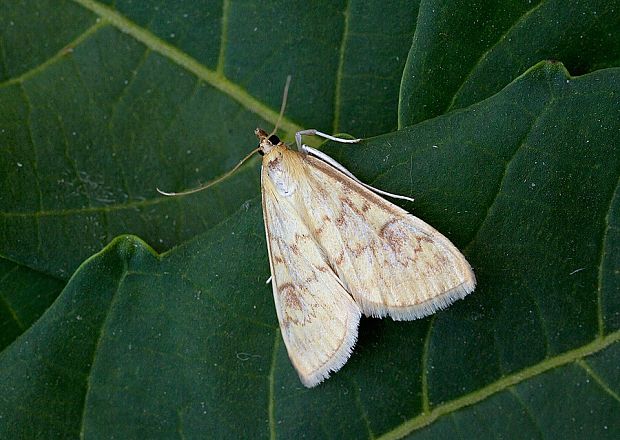 vijačka kukuričná Ostrinia nubilalis