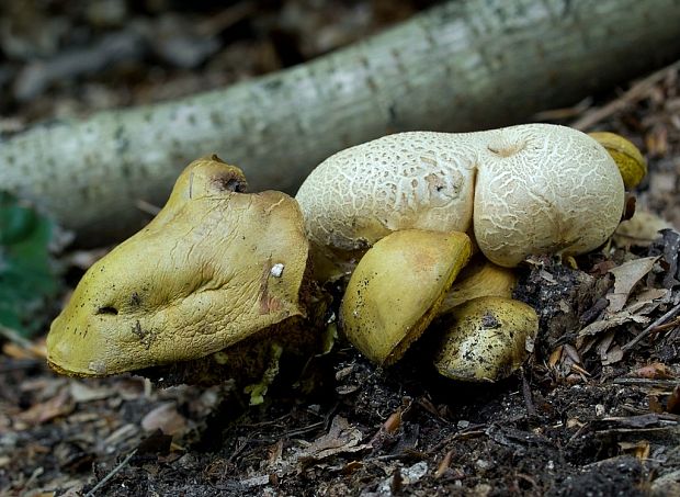 suchohríb cudzopasný Pseudoboletus parasiticus (Bull.) Šutara