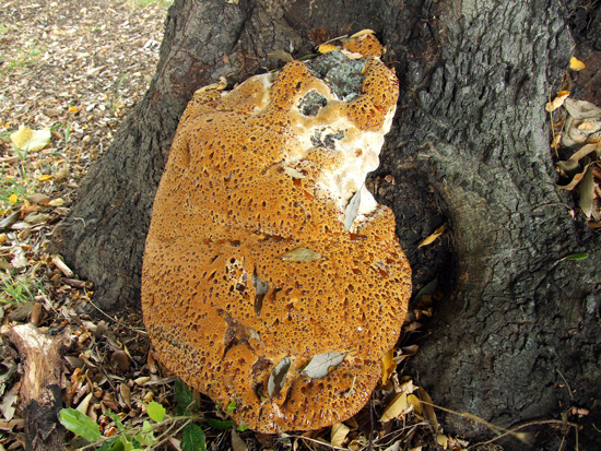 ryšavec slziaci Pseudoinonotus dryadeus (Pers.) T. Wagner & M. Fisch.