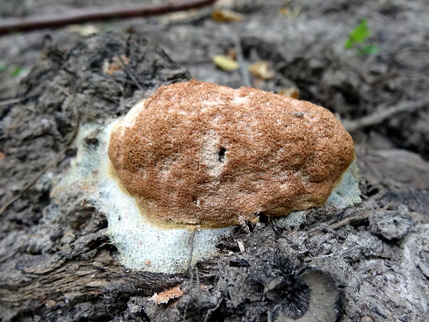 sieťnatka obyčajná Reticularia lycoperdon Bull.