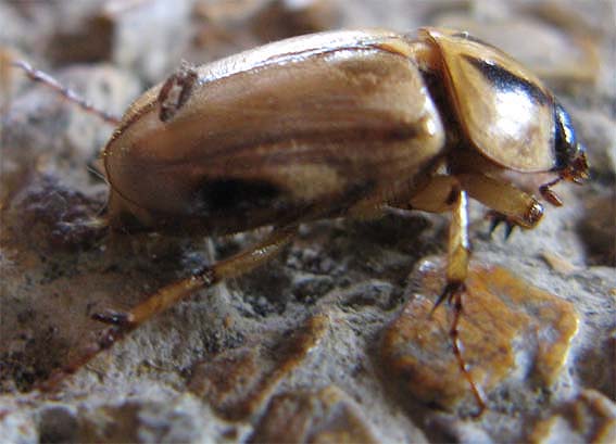 skarabeusovité Scarabaeidae fam.