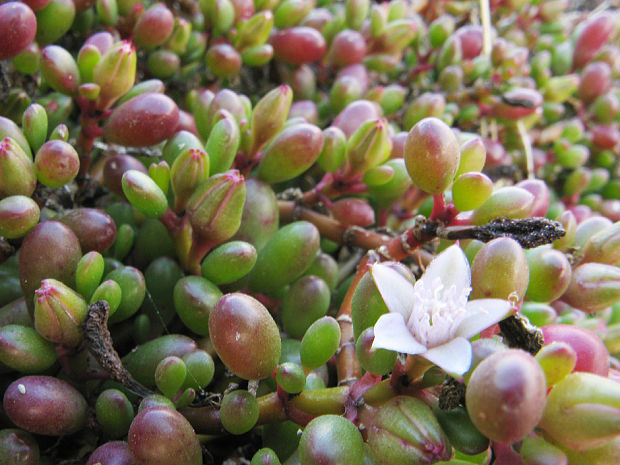 rozchodník Sedum sp.