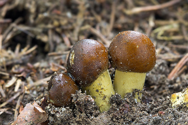 žezlovka hlavičkatá Tolypocladium capitatum (Holmsk.) Quandt, Kepler & Spatafora