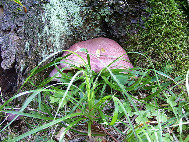 čírovec červenožltý Tricholomopsis rutilans (Schaeff.) Singer