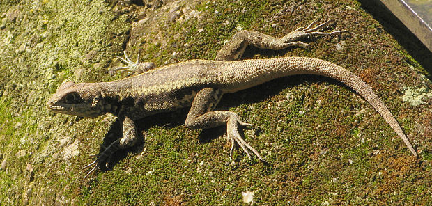 jašter ??? Tropidurus torquatus ???