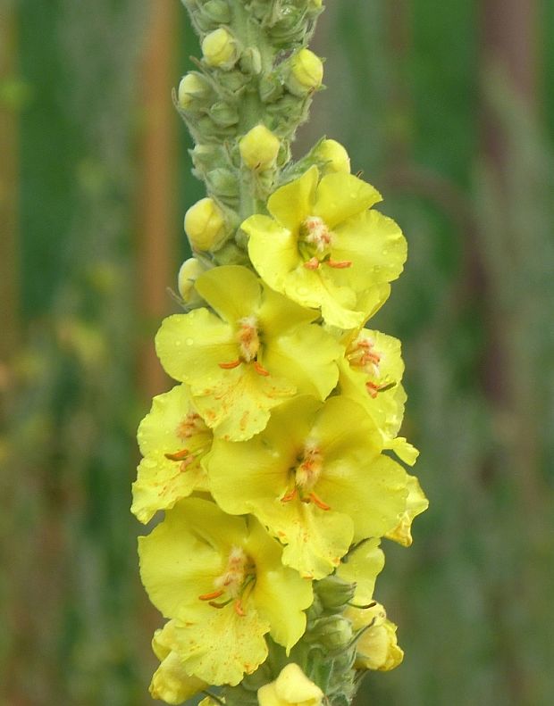 divozel veľkokvetý Verbascum densiflorum Bertol.