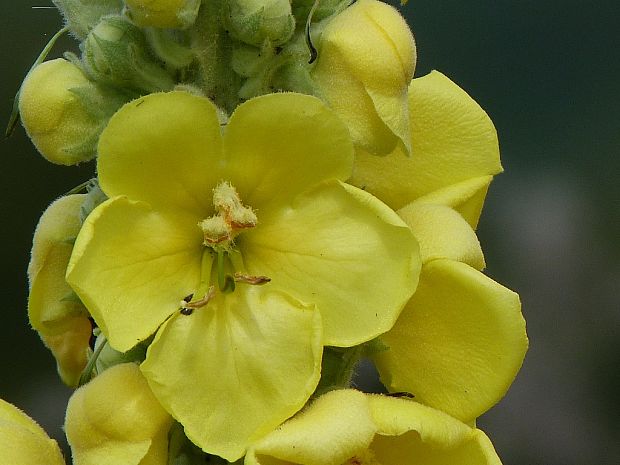 divozel veľkokvetý     detail 2 Verbascum densiflorum Bertol.