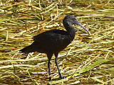 ibis andský