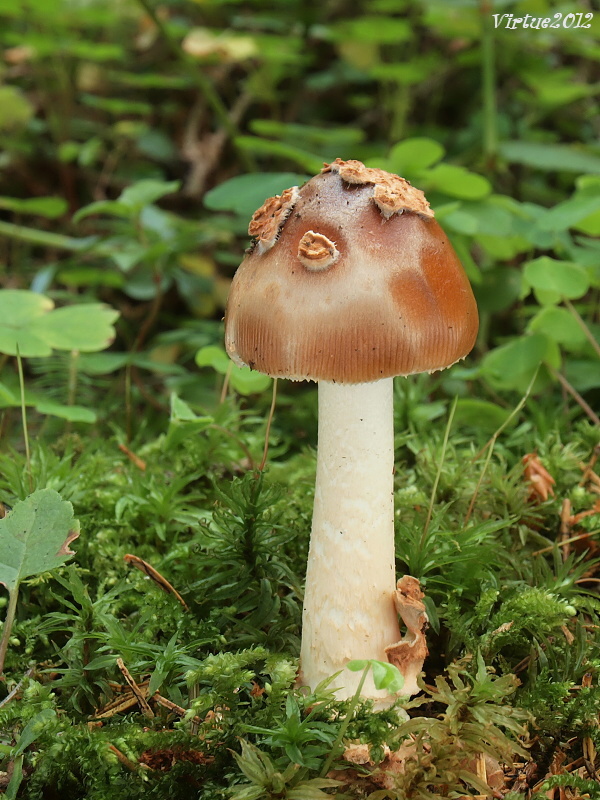 muchotrávka plavohnedá Amanita fulva Fr.