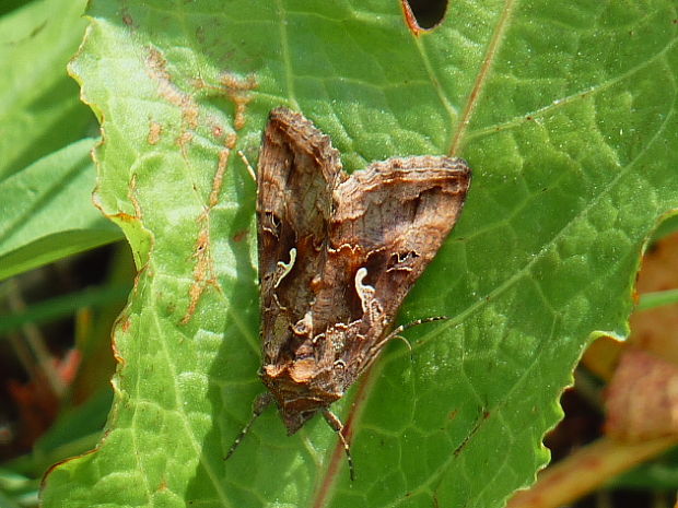 mora gama Autographa gamma