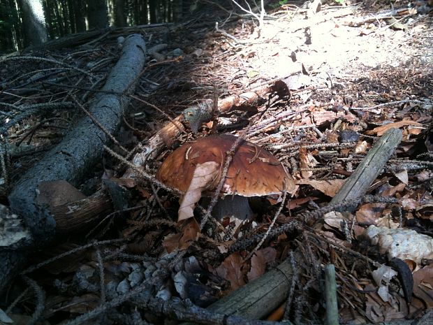 hríb smrekový Boletus edulis Bull.