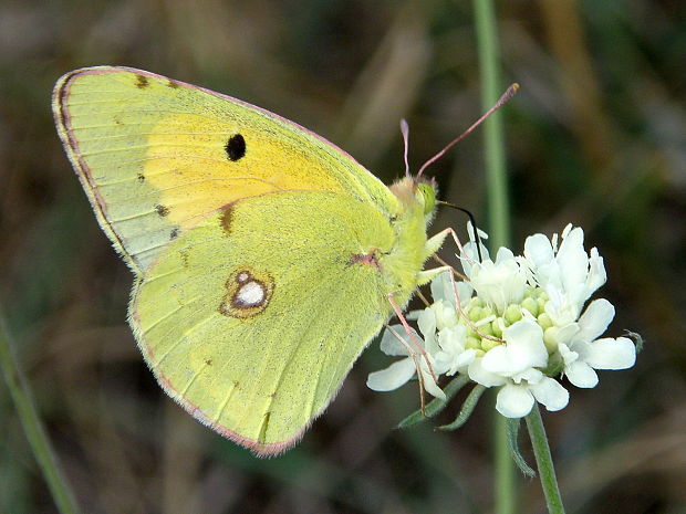 žltáčik vičencový  Colias crocea  Fourcroy, 1785