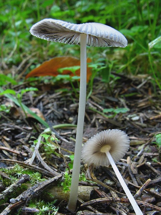 hnojník Coprinus sp.