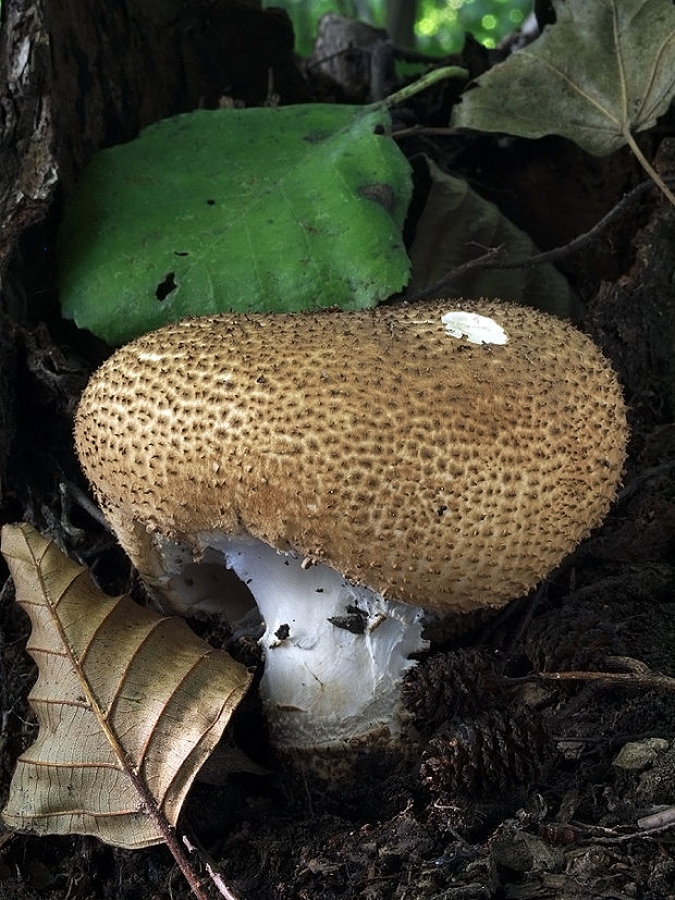 bedlička ostrošupinatá Echinoderma asperum (Pers.) Bon