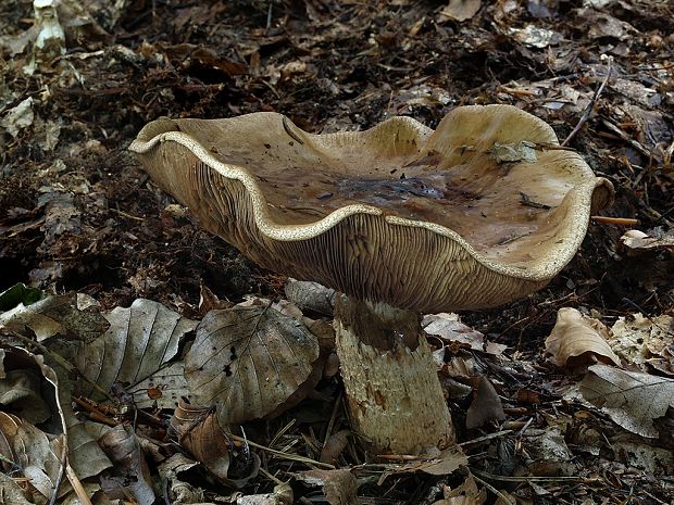 slzivka koreňujúca Hebeloma radicosum (Bull.) Ricken