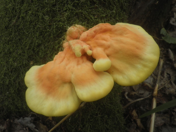 sírovec obyčajný Laetiporus sulphureus (Bull.) Murrill