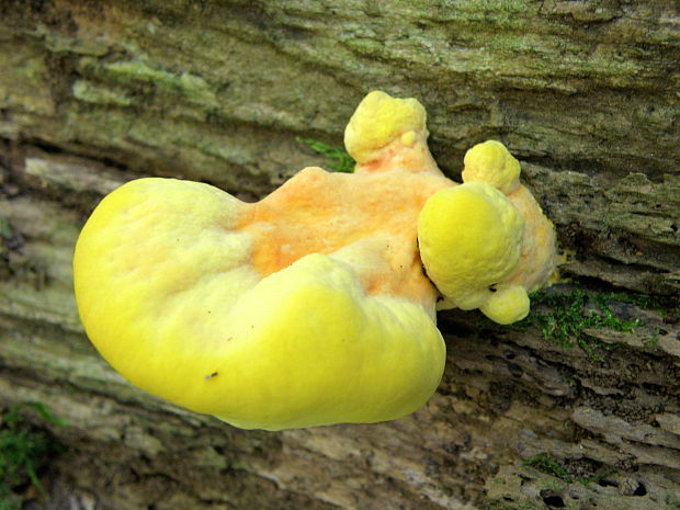 sírovec obyčajný Laetiporus sulphureus (Bull.) Murrill