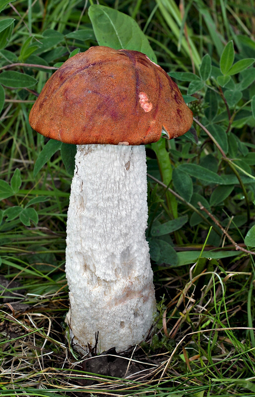 kozák osikový Leccinum albostipitatum den Bakker & Noordel.