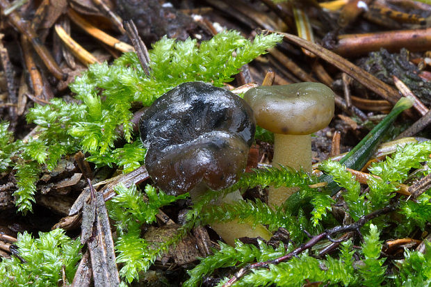 klincovka slizká Leotia lubrica (Scop.) Pers.