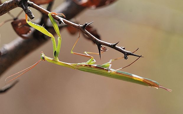 modlivka zelená   Mantis regiliosa
