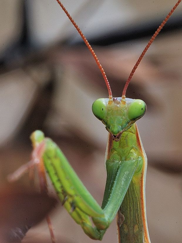 modlivka zelená Mantis regiliosa