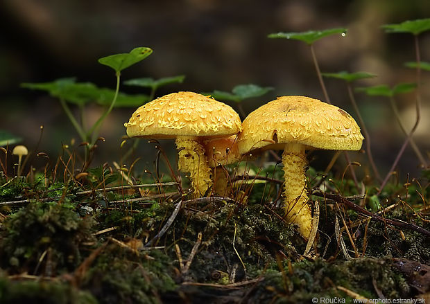 šupinovka ohnivá Pholiota flammans (Batsch) P. Kumm.