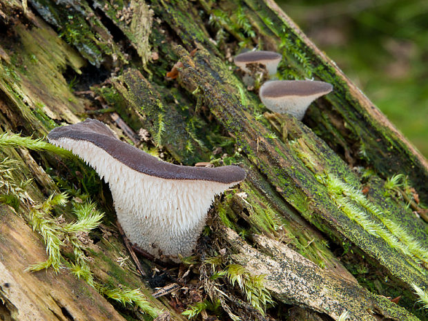 pajelenka želatínová Pseudohydnum gelatinosum (Scop.) P. Karst.