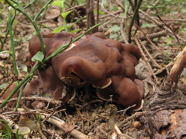 rizinka zvlnená Rhizina undulata Fr.