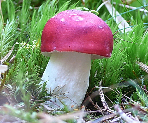 plávka škodlivá Russula emetica (Schaeff.) Pers.