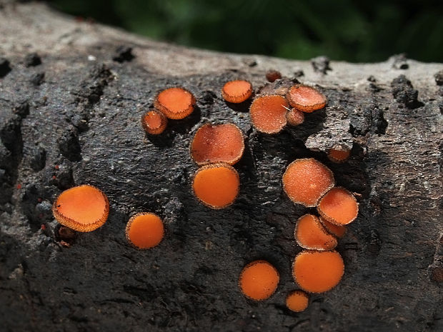 štítovnička Scutellinia sp.