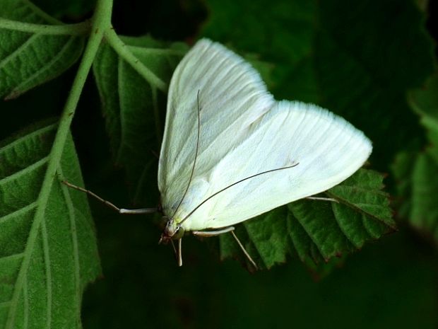 vijačka zelenkavá Sitochroa palealis