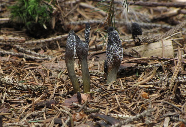 žezlovka srnková Tolypocladium ophioglossoides (J.F. Gmel.) Quandt, Kepler & Spatafora