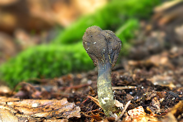 žezlovka srnková Tolypocladium ophioglossoides (J.F. Gmel.) Quandt, Kepler & Spatafora