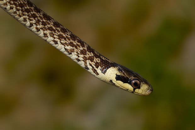 užovka stromová  Zamenis longissimus