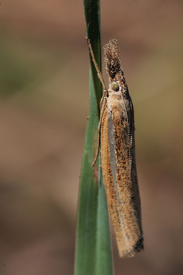 trávovec trávový Agriphila tristella Denis & Schiffermüller, 1775